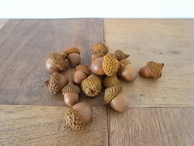 どんぐり帽子付き 10個セット 全2個