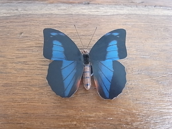 バタフライマグネット　 ブルー